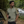 Groundwork Camo Shirt Kurzarm